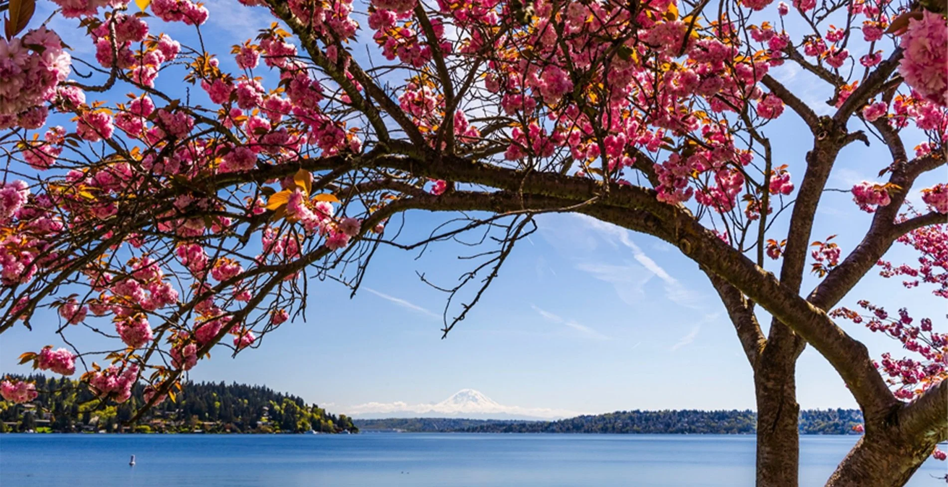 cherry blossom　一休園　さくら　大　筆　５本　コリンスキー 一休園 さくら 大 筆 5本 コリンスキー 熊野 筆 書道